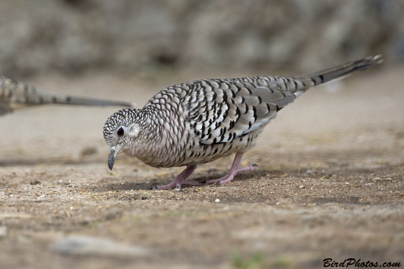 Scaled Dove