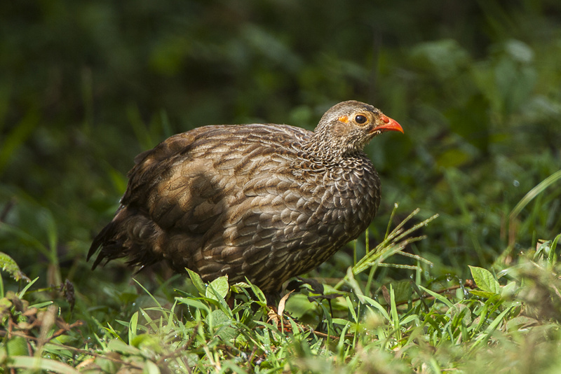 Scaly Spurfowl