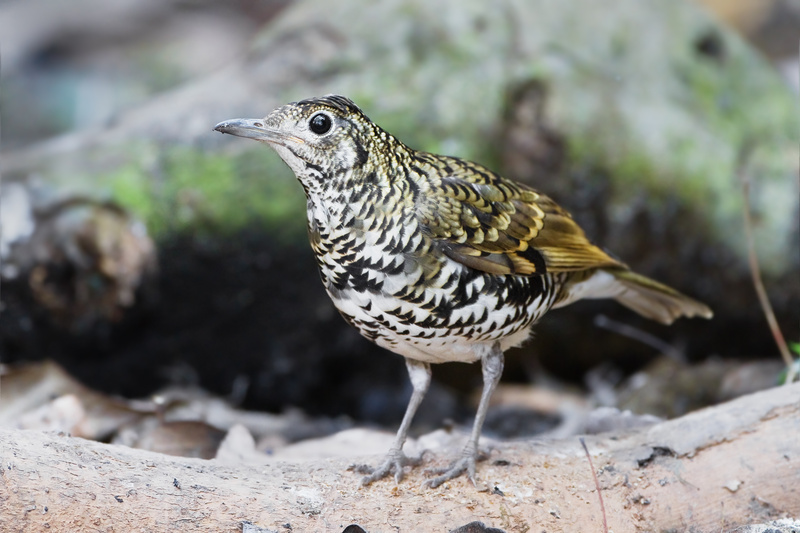 Scaly Thrush