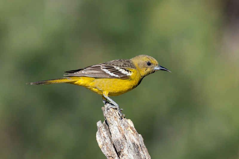 Scott's Oriole