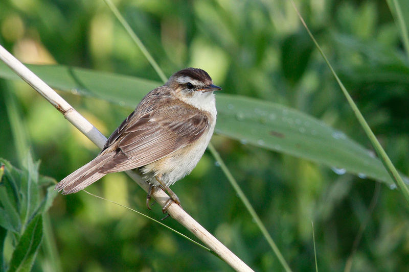 Sedge Warbler