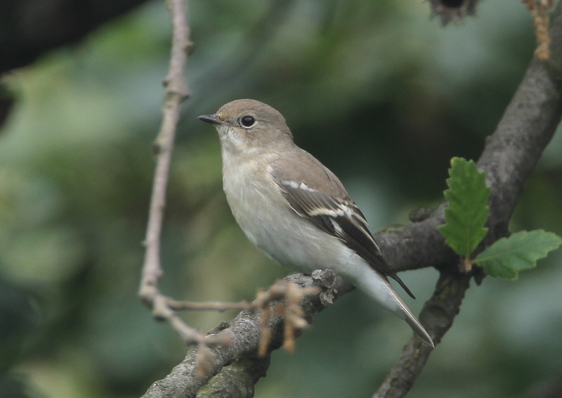 Semicollared Flycatcher