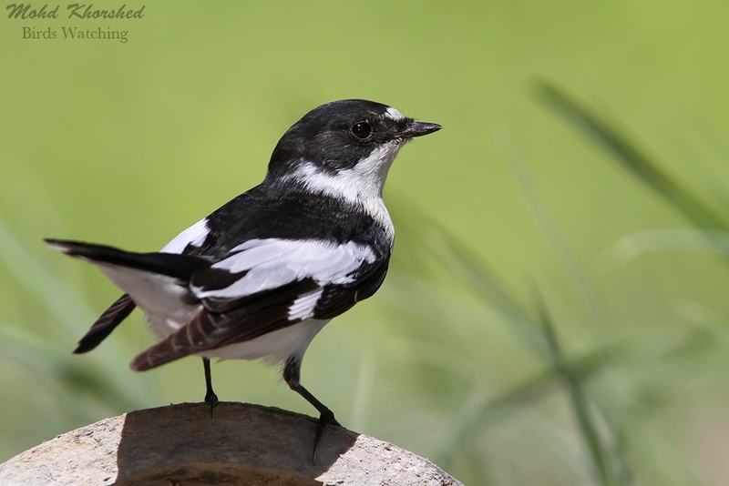 Semicollared Flycatcher