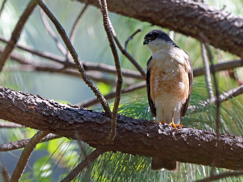 Sharp-shinned Hawk