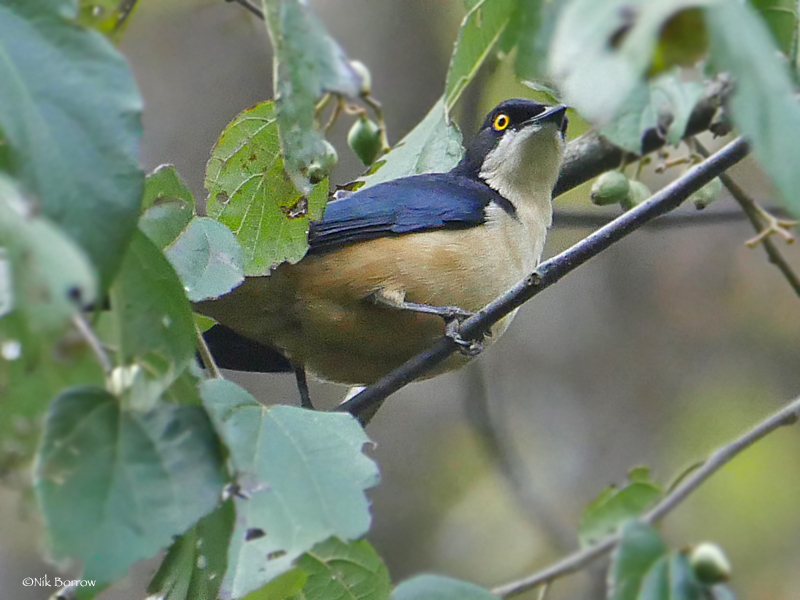 Sharpe's Starling