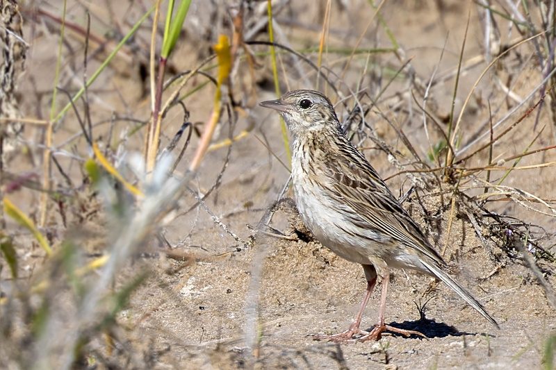 Short-billed Pipit