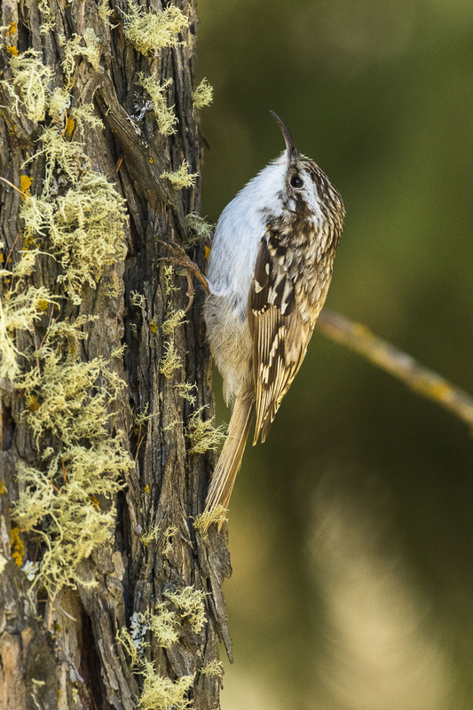 Short-toed Treecreeper