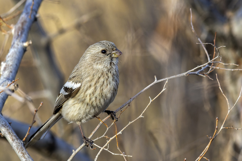 Siberian Long-tailed Rosefinch