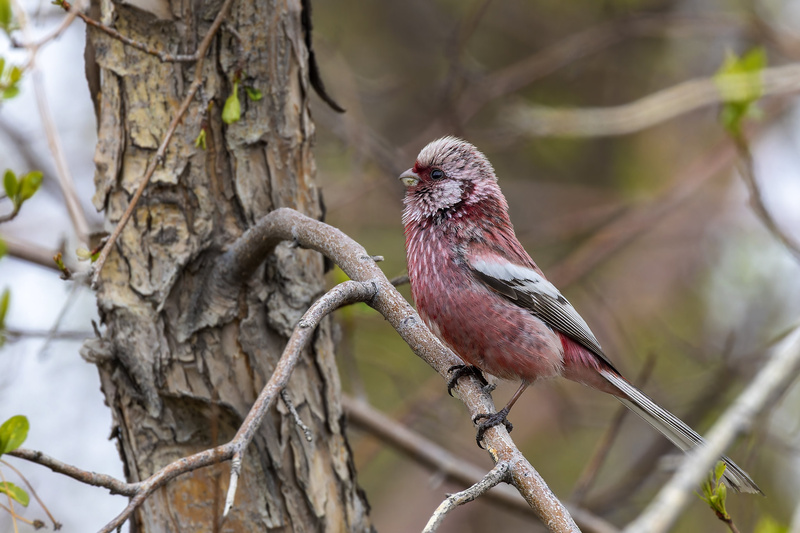 Siberian Long-tailed Rosefinch