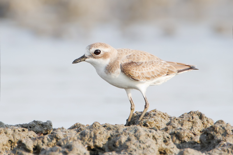 Siberian Sand Plover