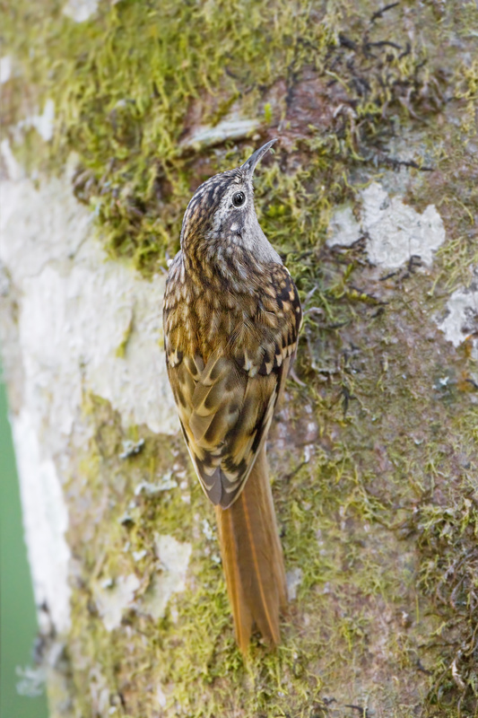 Sikkim Treecreeper