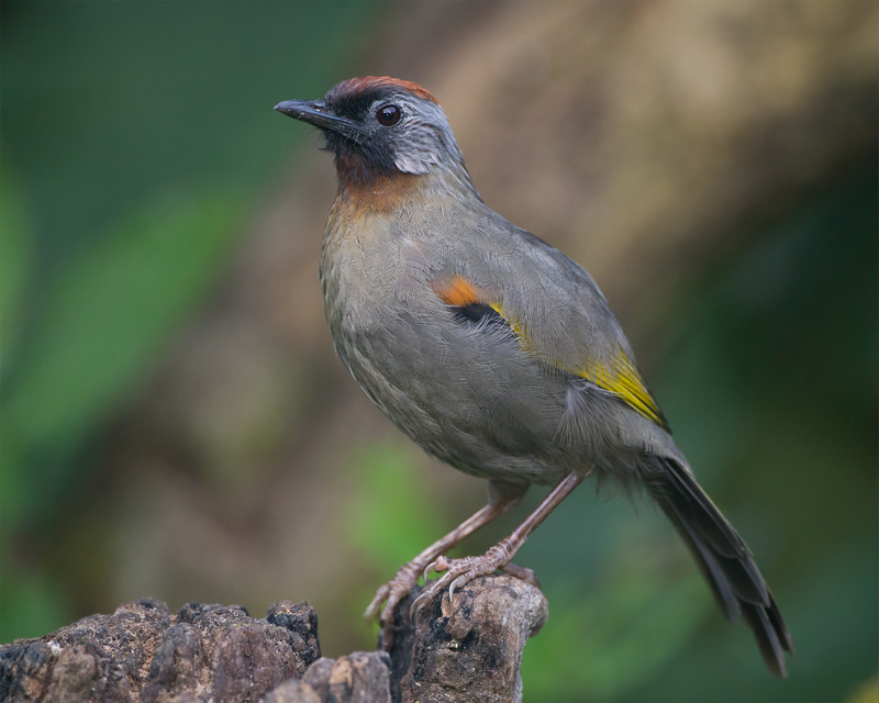 Silver-eared Laughingthrush