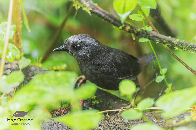 Silvery-fronted Tapaculo