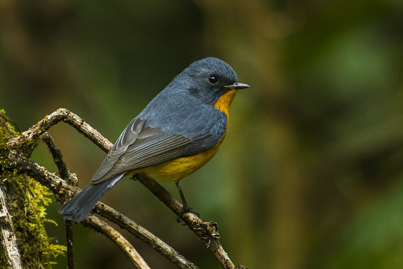 Slaty-backed Flycatcher