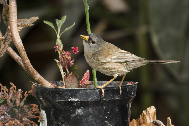 Slender-billed Finch