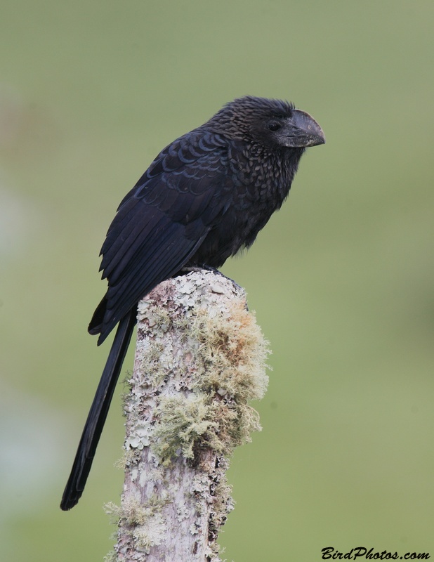 Smooth-billed Ani