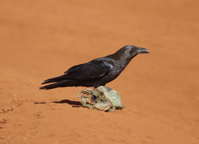 Somali Crow