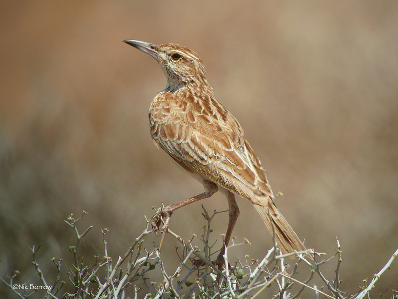 Somali Lark