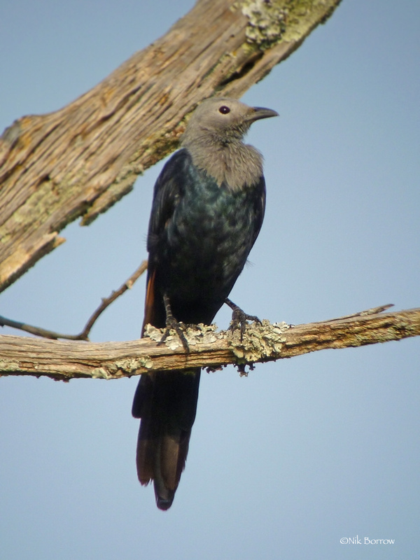 Somali Starling