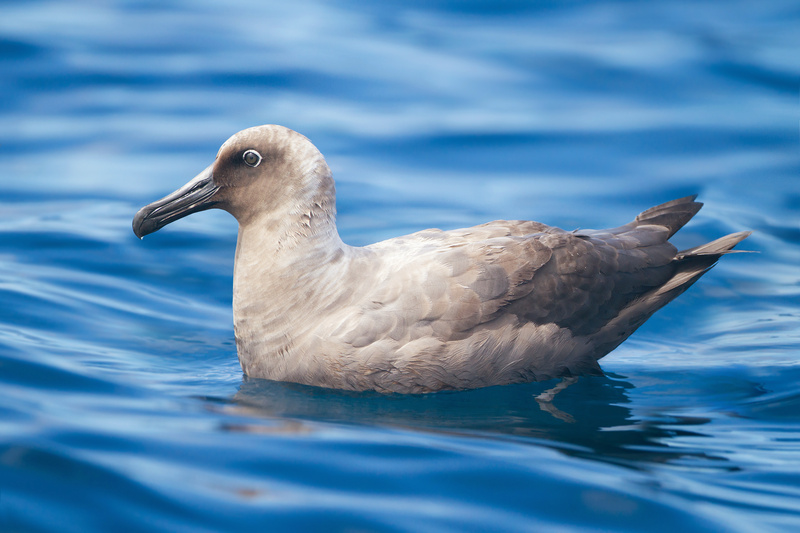 Sooty Albatross