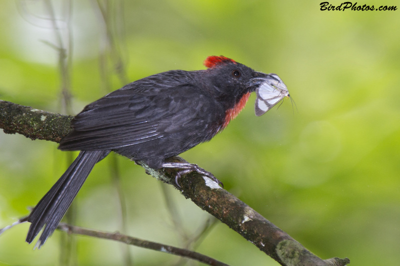 Sooty Ant Tanager