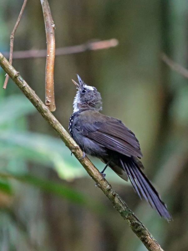 Sooty Thicket Fantail