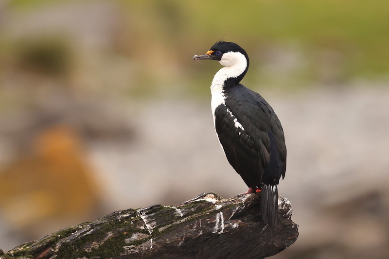 South Georgia Shag