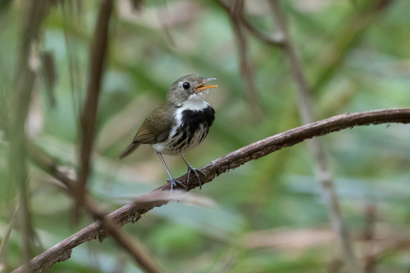 Southern Antpipit