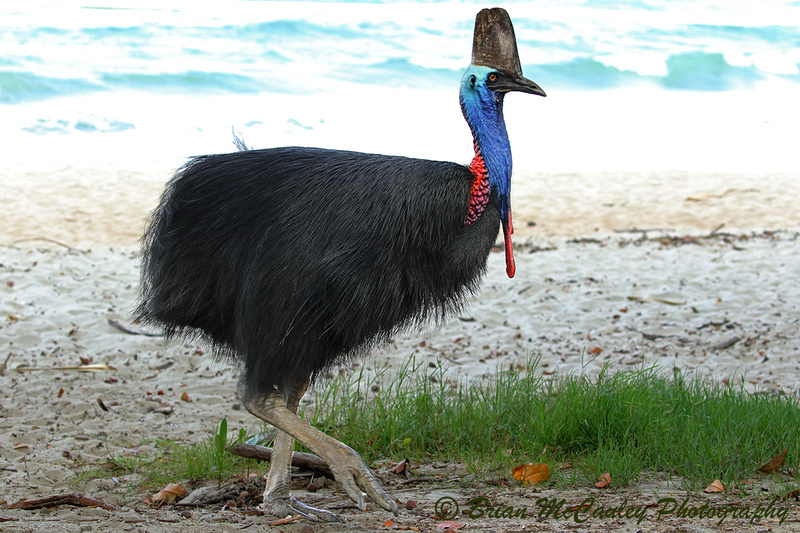 Southern Cassowary