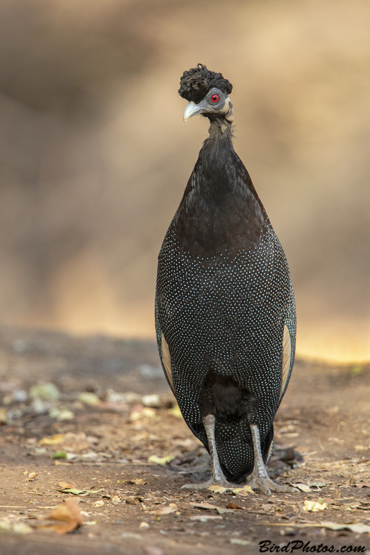 Southern Crested Guineafowl