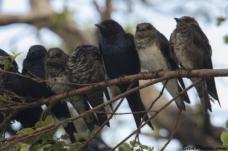 Southern Martin