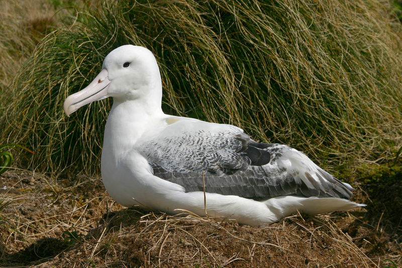 Southern Royal Albatross