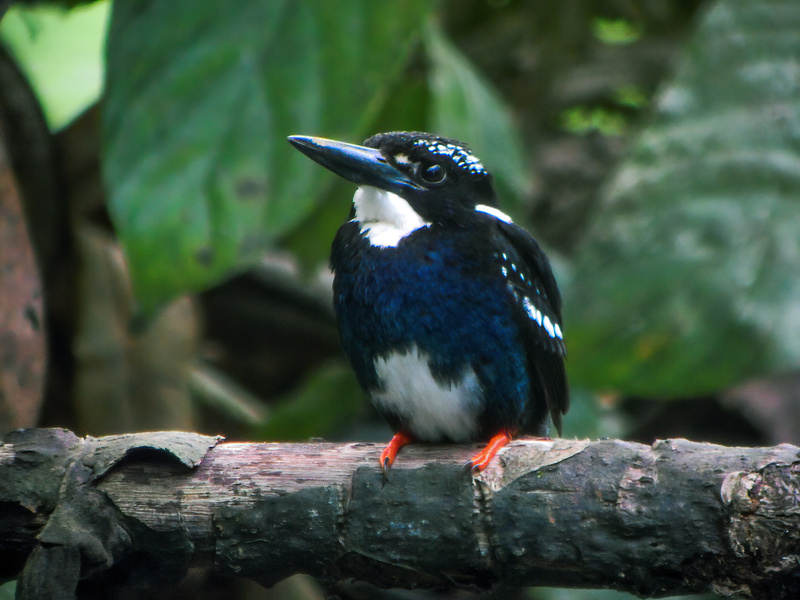 Southern Silvery Kingfisher