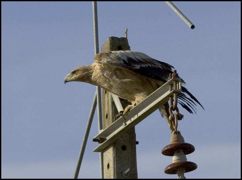 Spanish Imperial Eagle