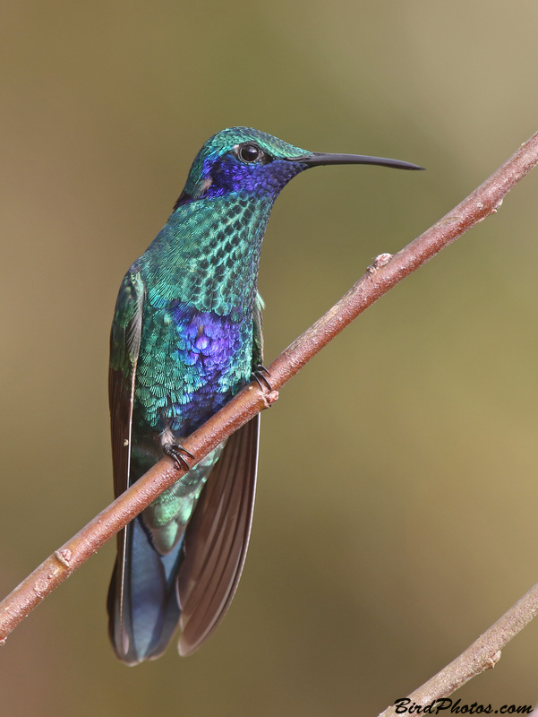 Birds of the World - Colibri