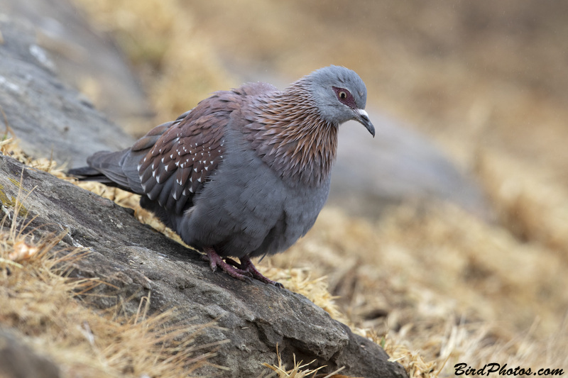 Speckled Pigeon