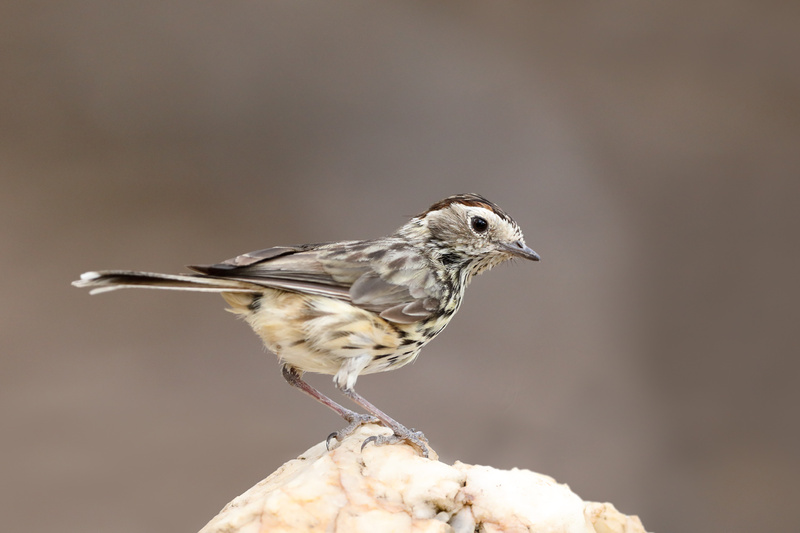 Speckled Warbler