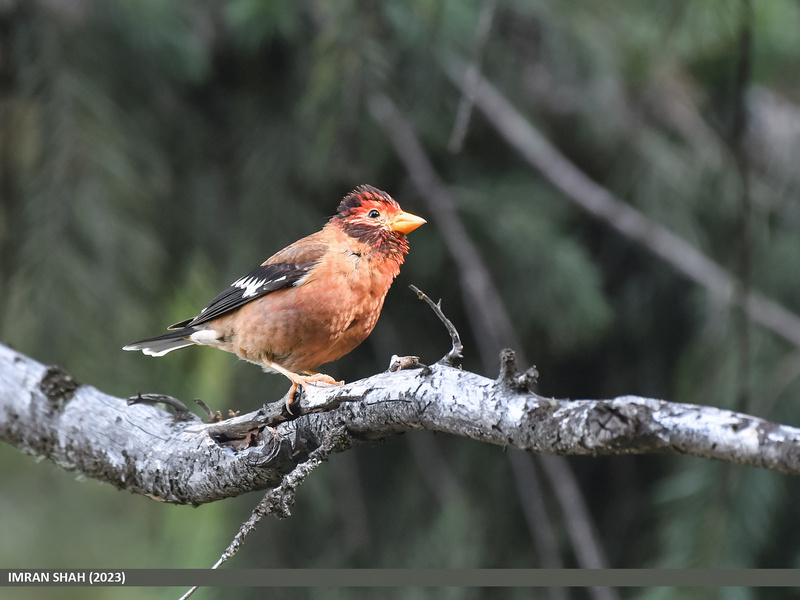 Spectacled Finch