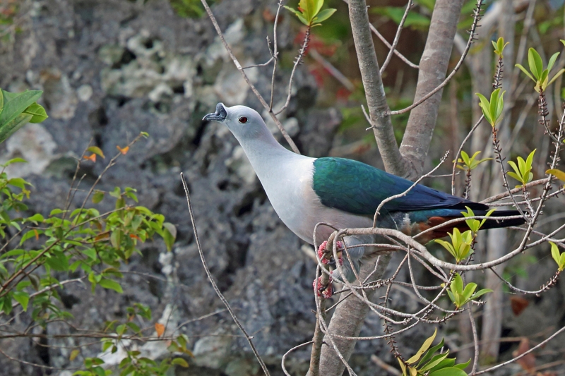 Spice Imperial Pigeon