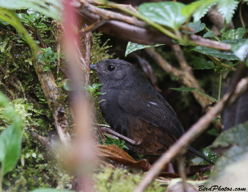 Spillmann's Tapaculo