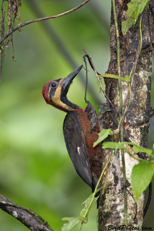 Splendid Woodpecker