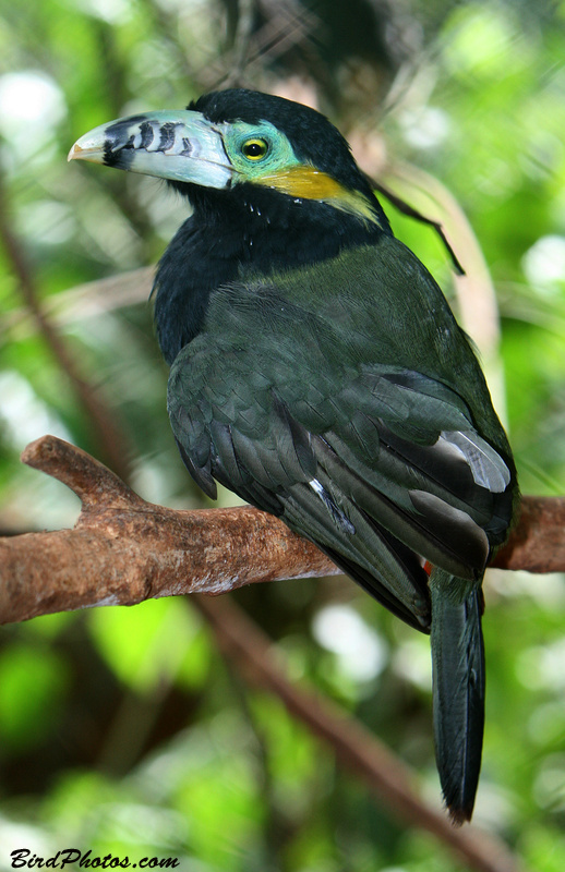 Spot-billed Toucanet