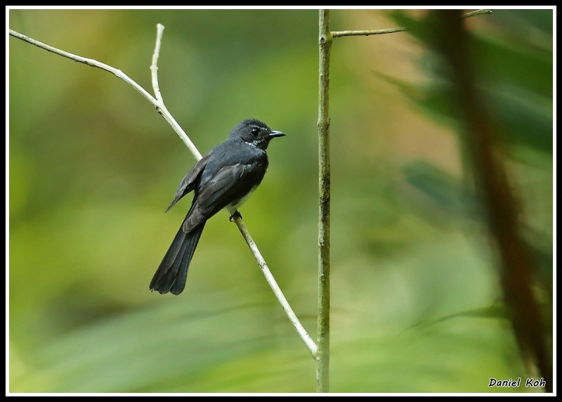 Spotted Fantail