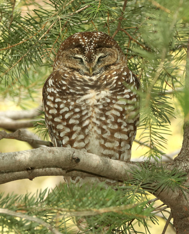 Spotted Owl