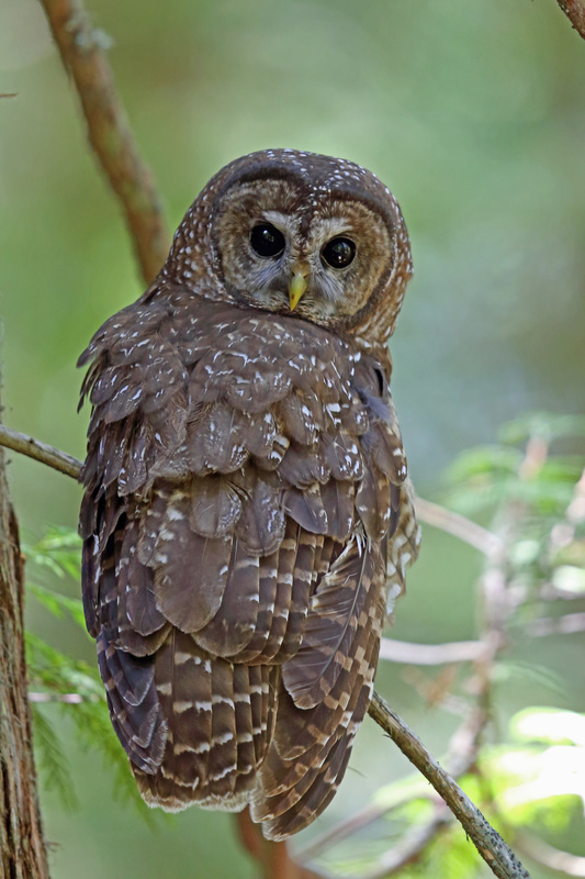 Spotted Owl