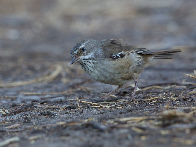 Spotted Scrubwren