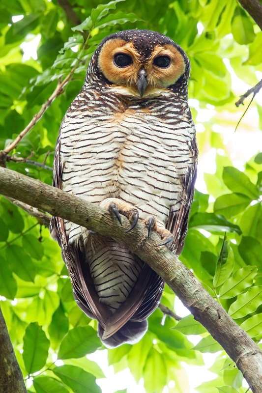 Spotted Wood Owl