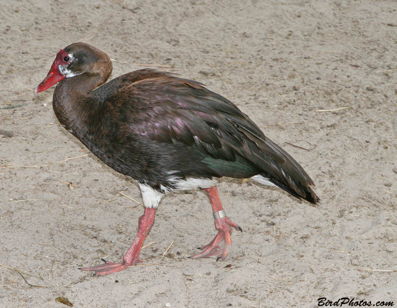 Spur-winged Goose