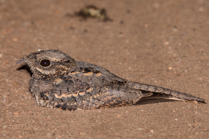 Square-tailed Nightjar