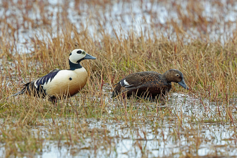 Steller's Eider